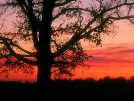 Oak Tree at Dawn, Oldham County, Kentucky - 1600.jpg (click to view)