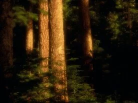 Old Growth Forest, Hood River County, Oregon - 1.jpg