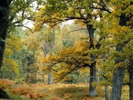 Old Growth Forest, Scottish Highlands - .jpg (click to view)