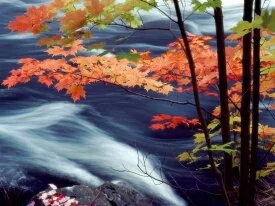 Oxtongue River, Ontario, Canada -  - ID.jpg