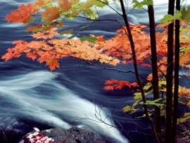 Oxtongue River, Ontario, Canada -  - ID.jpg (click to view)