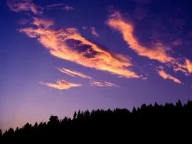 Painting the Forest Sky -  - ID 40833 -.jpg (click to view)