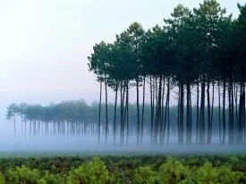 Pine Forest, Landes, France -  - ID 201.jpg