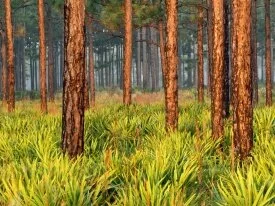 Pines, Escape Ranch, Florida -  - ID 40.jpg