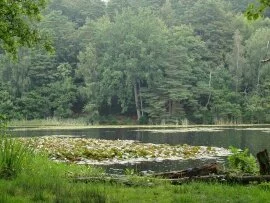 Rain on the lake by Kim (click to view)