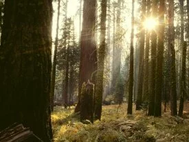 Reaching Through the Giant Forest, California - .jpg