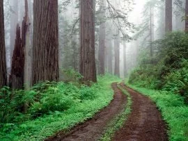 Redwood National Park, California -  - .jpg (click to view)
