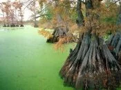 Reelfoot Lake, near Tiptonville, Tennessee - 160.jpg