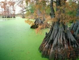 Reelfoot Lake, near Tiptonville, Tennessee - 160.jpg (click to view)