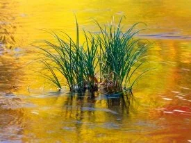 Reflections of Fall, Green Mountains National Fo.jpg
