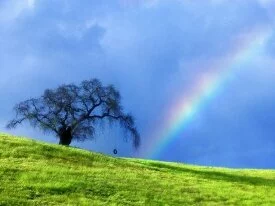 Rope Swing Memories, Near Petaluma, California -.jpg