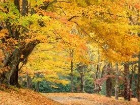 Rural Roadway, Bass Lake, North Carolina - 1600x.jpg