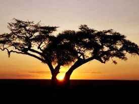 Safari Sunrise, Africa -  - ID 17989.jpg