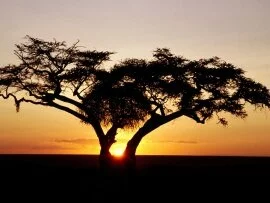 Safari Sunrise, Africa -  - ID 17989.jpg (click to view)