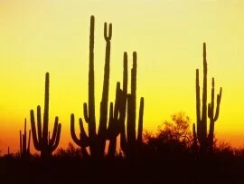 Saguaro Cactus at Sunset, Arizona -  - .jpg (click to view)