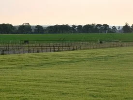 Scenery with horses in the morning