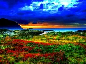 Scenic Spring Flowers