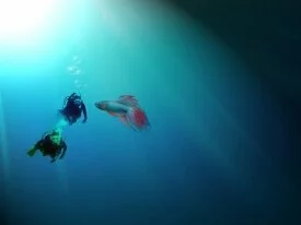 Scubadivers and a small fish