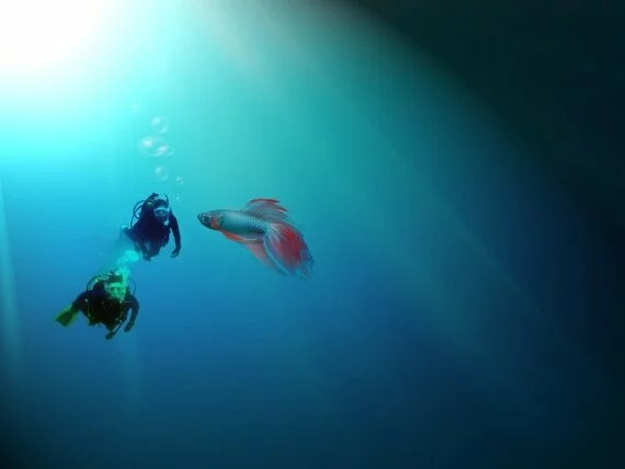 Scubadivers and a small fish (click to view)