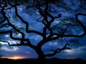 Serengeti National Park, Tanzania -  - .jpg