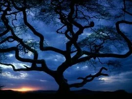 Serengeti National Park, Tanzania -  - .jpg (click to view)
