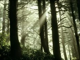 Shimmering Rays, Oregon Coast -  - ID 2.jpg