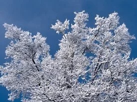 Snow Branches, Minnesota -  - ID 3333.jpg