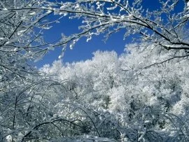 Snow-Covered Trees, Percy Warner .jpg (click to view)