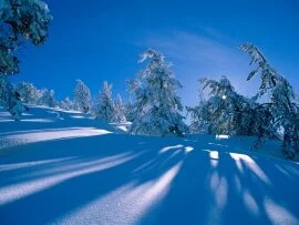 Snowy Shadows (click to view)