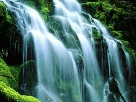 Sodden Moss, Proxy Falls -  - ID 142.jpg