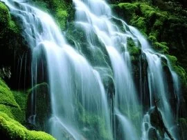 Sodden Moss, Proxy Falls -  - ID 142.jpg (click to view)