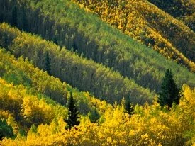 Splash of Gold, Maroon Creek Valley, White River.jpg