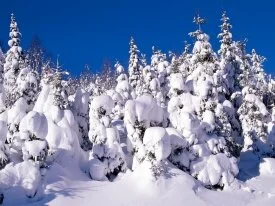 Spruce Trees Covered in Snow, Canada - .jpg
