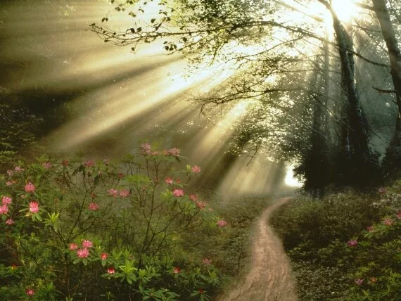 Streaming Sunbeams -  - ID 39333.jpg (click to view)