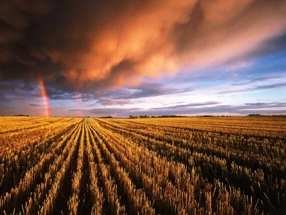 Stubble Field, Saskatchewan, Canada -  .jpg (click to view)