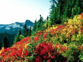 Subalpine Meadows at Paradise, Mt. Rainier, Wash.jpg
