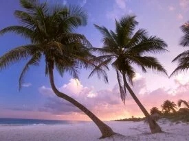 Sultry Sways, Near Cancun, Mexico -  - .jpg