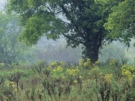 Summer Meadow, Nashville, Tennessee -  .jpg