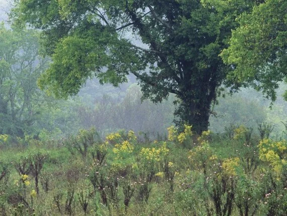 Summer Meadow, Nashville, Tennessee -  .jpg (click to view)