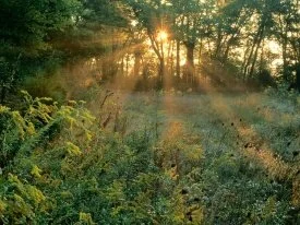 Sunbeams and Goldenrods, Edwin Warner Park, Nash.jpg