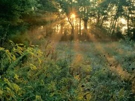 Sunbeams and Goldenrods, Edwin Warner Park, Nash.jpg (click to view)
