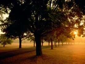 Sunrise in the Park -  - ID 12453.jpg