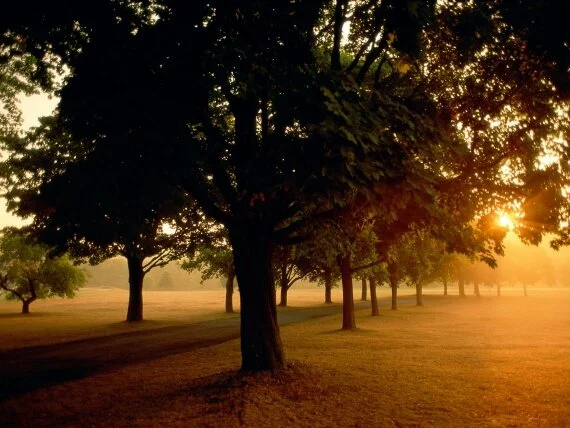 Sunrise in the Park -  - ID 12453.jpg (click to view)