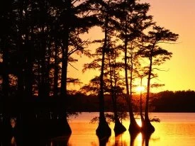 Sunset on Reelfoot Lake, Tennessee -  -.jpg