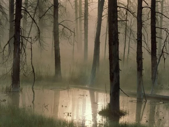 Swamped, Montana -  - ID 12256.jpg (click to view)