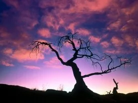 The Dark Before the Dawn -  - ID 24216.jpg