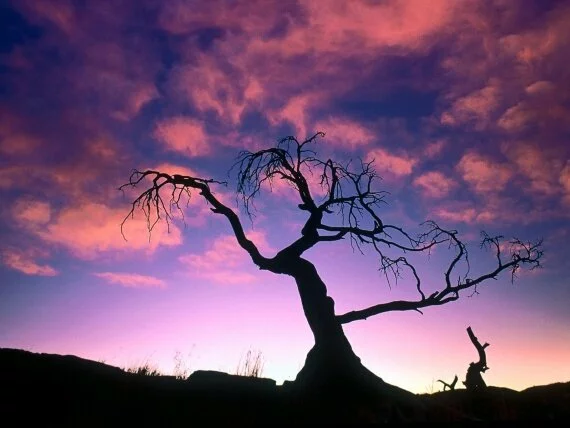 The Dark Before the Dawn -  - ID 24216.jpg (click to view)