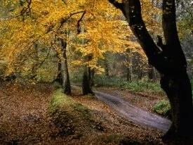 The Road Less Traveled -  - ID 34928.jpg