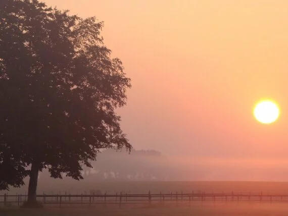 The sun very foggy morning 1080p (click to view)