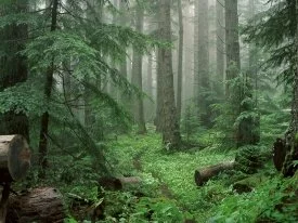 Through the Mist to Royal Basin, Olympic Nationa.jpg